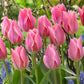 Bold and Daring Colour Tulip Collection Bulbs Blooms Species Growing Bonsai Roots Rhizomes Corms Tubers Potted Planting Reblooming Fragrant Garden Flower Seeds Plant