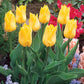 Bold and Daring Colour Tulip Collection Bulbs Blooms Species Growing Bonsai Roots Rhizomes Corms Tubers Potted Planting Reblooming Fragrant Garden Flower Seeds Plant
