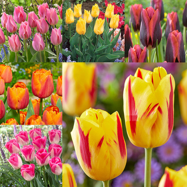 Tulip Planting Partner Collection Bulbs Blooms Species Growing Bonsai Roots Rhizomes Corms Tubers Potted Planting Reblooming Fragrant Garden Flower Seeds Plant