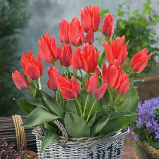60 Tulip Greigii Collection Bulbs Blooms Species Growing Bonsai Roots Rhizomes Corms Tubers Potted Planting Reblooming Fragrant Garden Flower Seeds Plant