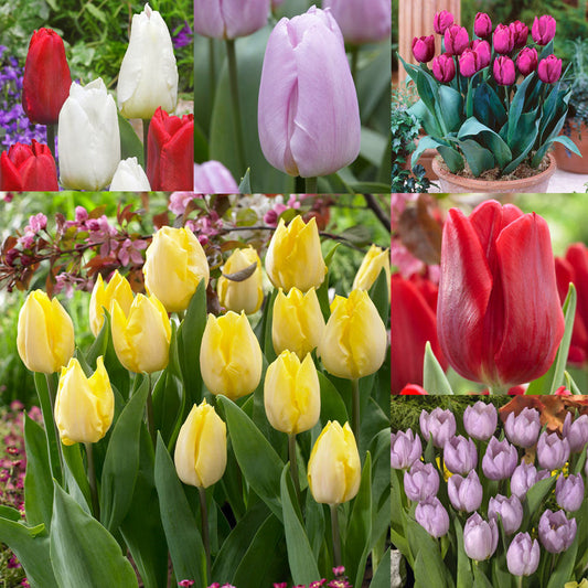 60 Tulip Prince Collection Bulbs Blooms Species Growing Bonsai Roots Rhizomes Corms Tubers Potted Planting Reblooming Fragrant Garden Flower Seeds Plant