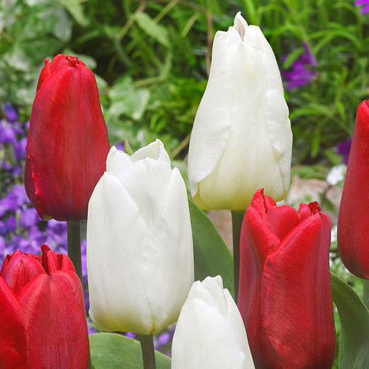60 Tulip Prince Collection Bulbs Blooms Species Growing Bonsai Roots Rhizomes Corms Tubers Potted Planting Reblooming Fragrant Garden Flower Seeds Plant
