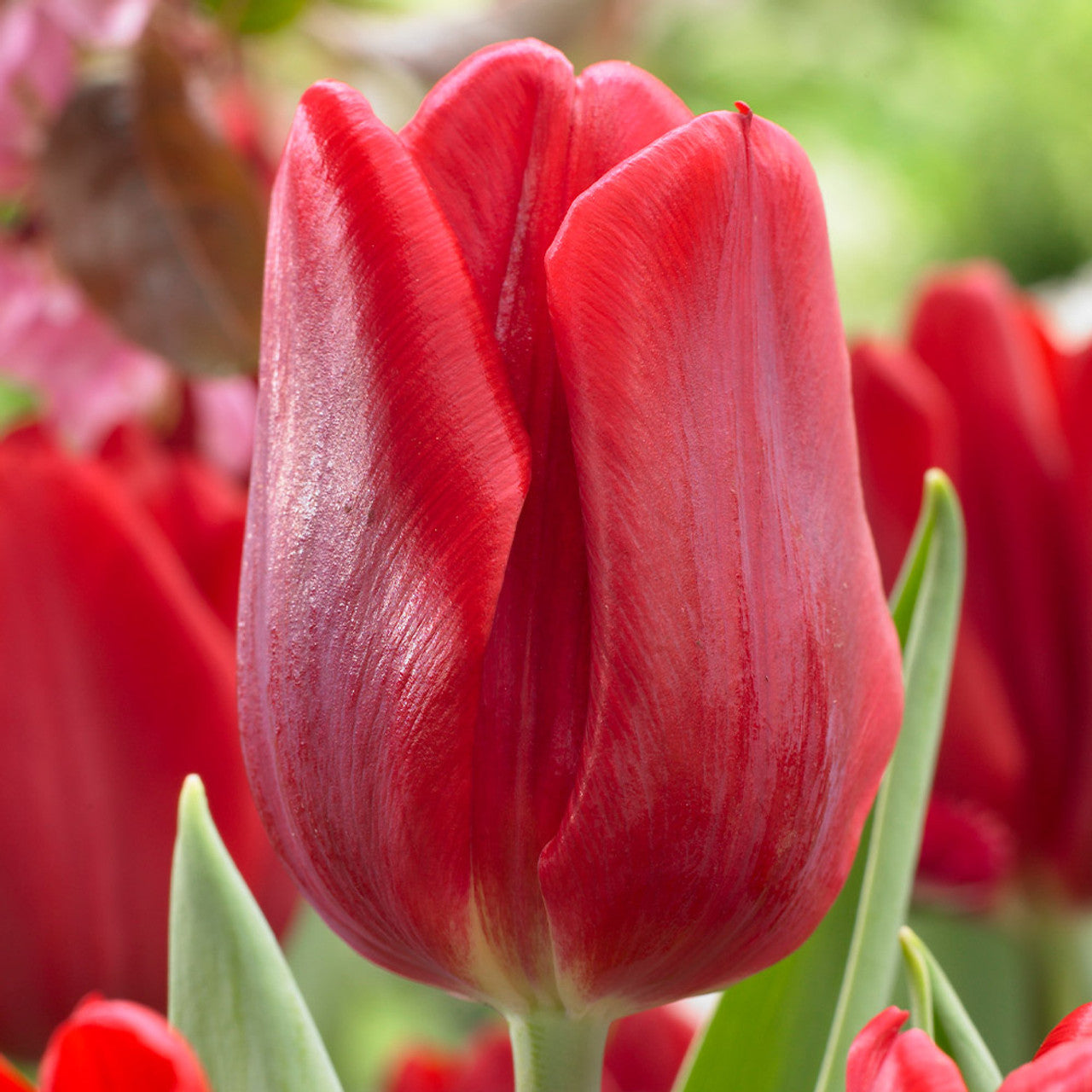 60 Tulip Prince Collection Bulbs Blooms Species Growing Bonsai Roots Rhizomes Corms Tubers Potted Planting Reblooming Fragrant Garden Flower Seeds Plant