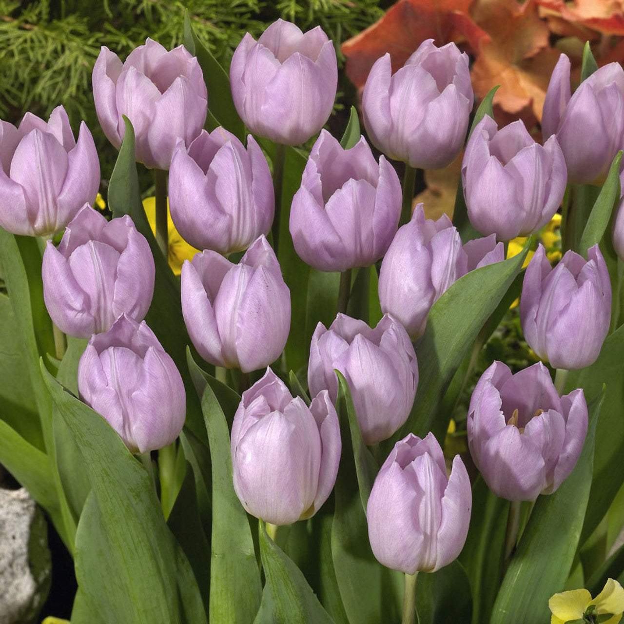 60 Tulip Prince Collection Bulbs Blooms Species Growing Bonsai Roots Rhizomes Corms Tubers Potted Planting Reblooming Fragrant Garden Flower Seeds Plant