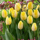 60 Tulip Prince Collection Bulbs Blooms Species Growing Bonsai Roots Rhizomes Corms Tubers Potted Planting Reblooming Fragrant Garden Flower Seeds Plant