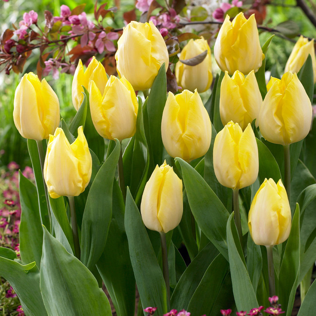 60 Tulip Prince Collection Bulbs Blooms Species Growing Bonsai Roots Rhizomes Corms Tubers Potted Planting Reblooming Fragrant Garden Flower Seeds Plant