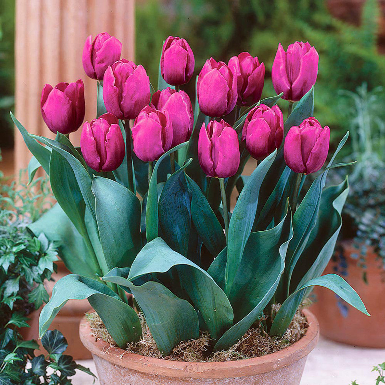60 Tulip Prince Collection Bulbs Blooms Species Growing Bonsai Roots Rhizomes Corms Tubers Potted Planting Reblooming Fragrant Garden Flower Seeds Plant