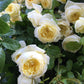 Amnesty Rose Seedlings Flower Seeds Perennial Growing Bonsai Corms Tubers Potted Planting Reblooming Fragrant Garden Roots Rhizomes Species Blooms Plant Bulbs Gardening Tree