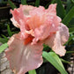 Lotus Land Bearded Iris Flower Bulb - Attracts Butterflies and Hummingbirds - Deer Resistant - Good as Cut Flowers - Naturalizing - Perennializing