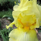 Lotus Land Bearded Iris Flower Bulb - Attracts Butterflies and Hummingbirds - Deer Resistant - Good as Cut Flowers - Naturalizing - Perennializing