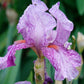 Lotus Land Bearded Iris Flower Bulb - Attracts Butterflies and Hummingbirds - Deer Resistant - Good as Cut Flowers - Naturalizing - Perennializing