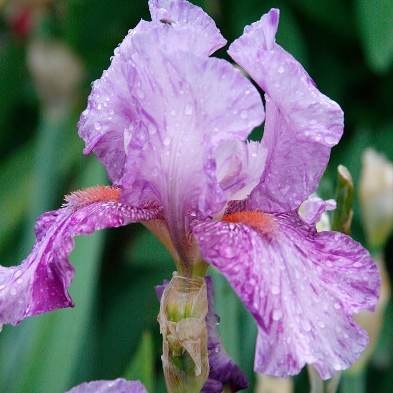 Lotus Land Bearded Iris Flower Bulb - Attracts Butterflies and Hummingbirds - Deer Resistant - Good as Cut Flowers - Naturalizing - Perennializing