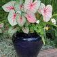 3 Miss Muffet Caladium - Large Size Bulbs - Vibrant Green and Red Foliage - Hardy in Zones 9-11 - Ideal for Gardens and Containers