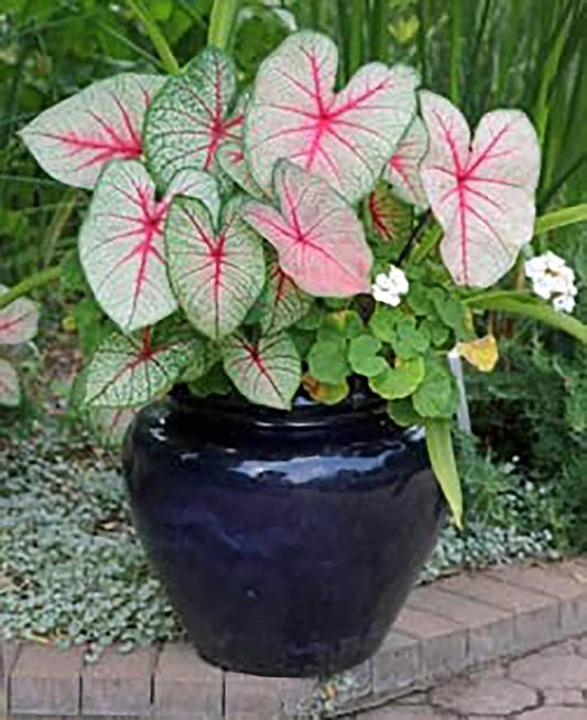 Florida Roselight Caladium - One Top Size Bulb - Stunning Pink and Green Foliage - Hardy in Zones 9-11 - Ideal for Gardens and Containers