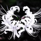 White Lycoris Spider Lilies Bulbs Radiata Hurricane Lily Cluster Amayllis Growing Bonsai Roots Rhizomes Corms Tubers Potted Planting Reblooming Fragrant Garden Species Blooms Flower Seeds Plant Gardening