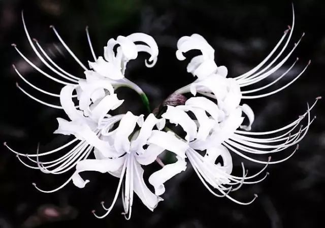 White Lycoris Spider Lilies Bulbs Radiata Hurricane Lily Cluster Amayllis Growing Bonsai Roots Rhizomes Corms Tubers Potted Planting Reblooming Fragrant Garden Species Blooms Flower Seeds Plant Gardening