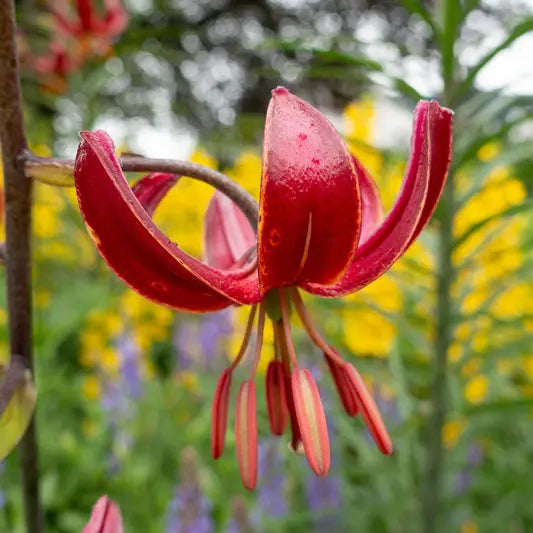 Claude Shride Turk's Cap Lily