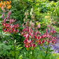 Claude Shride Turk's Cap Lily