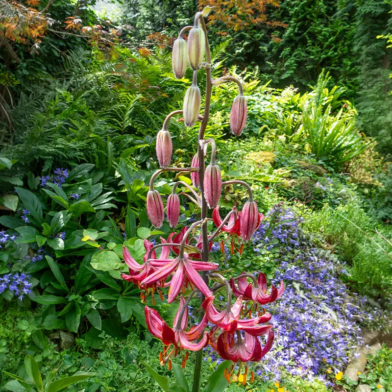 Claude Shride Turk's Cap Lily