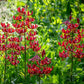 Claude Shride Turk's Cap Lily