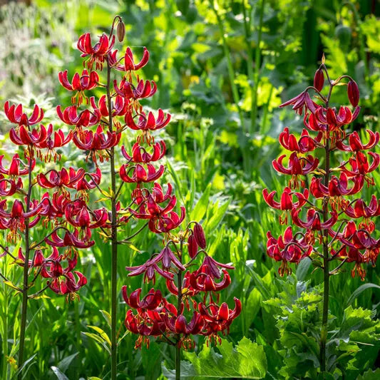 Claude Shride Turk's Cap Lily