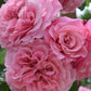Wildberry Rose Seedlings Flower Seeds Perennial Growing Bonsai Corms Tubers Potted Planting Reblooming Fragrant Garden Roots Rhizomes Species Blooms Plant Bulbs Gardening Tree