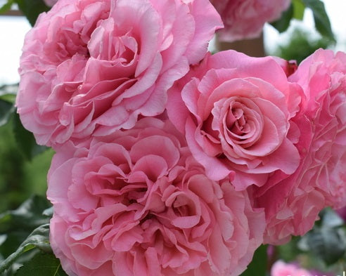 Wildberry Rose Seedlings Flower Seeds Perennial Growing Bonsai Corms Tubers Potted Planting Reblooming Fragrant Garden Roots Rhizomes Species Blooms Plant Bulbs Gardening Tree