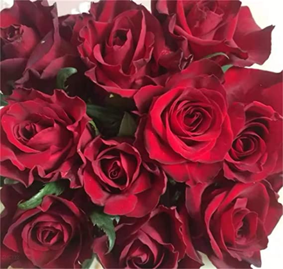 Red Rose Seedlings Flower Seeds Perennial Growing Bonsai Corms Tubers Potted Planting Reblooming Fragrant Garden Roots Rhizomes Species Blooms Plant Bulbs Gardening Tree