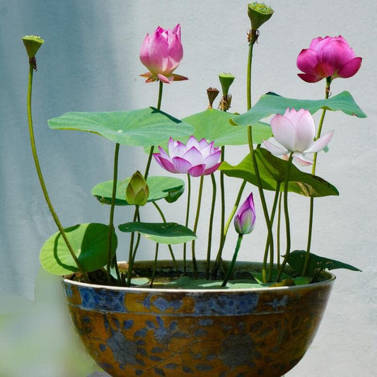 30PCS Bowl Lotus Seeds Bonsai Lotus Seeds for Planting Water Lily Flower Aquatic Plants Seeds Pond Plants Non GMO Home Garden Plant Seeds Flowering Aquatic Bonsai Plant (Nelumbo)