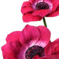 Anemone Mix Plant Bulbs (10 bulbs) - Colorful Flowers in Spring Blooming Gardens
