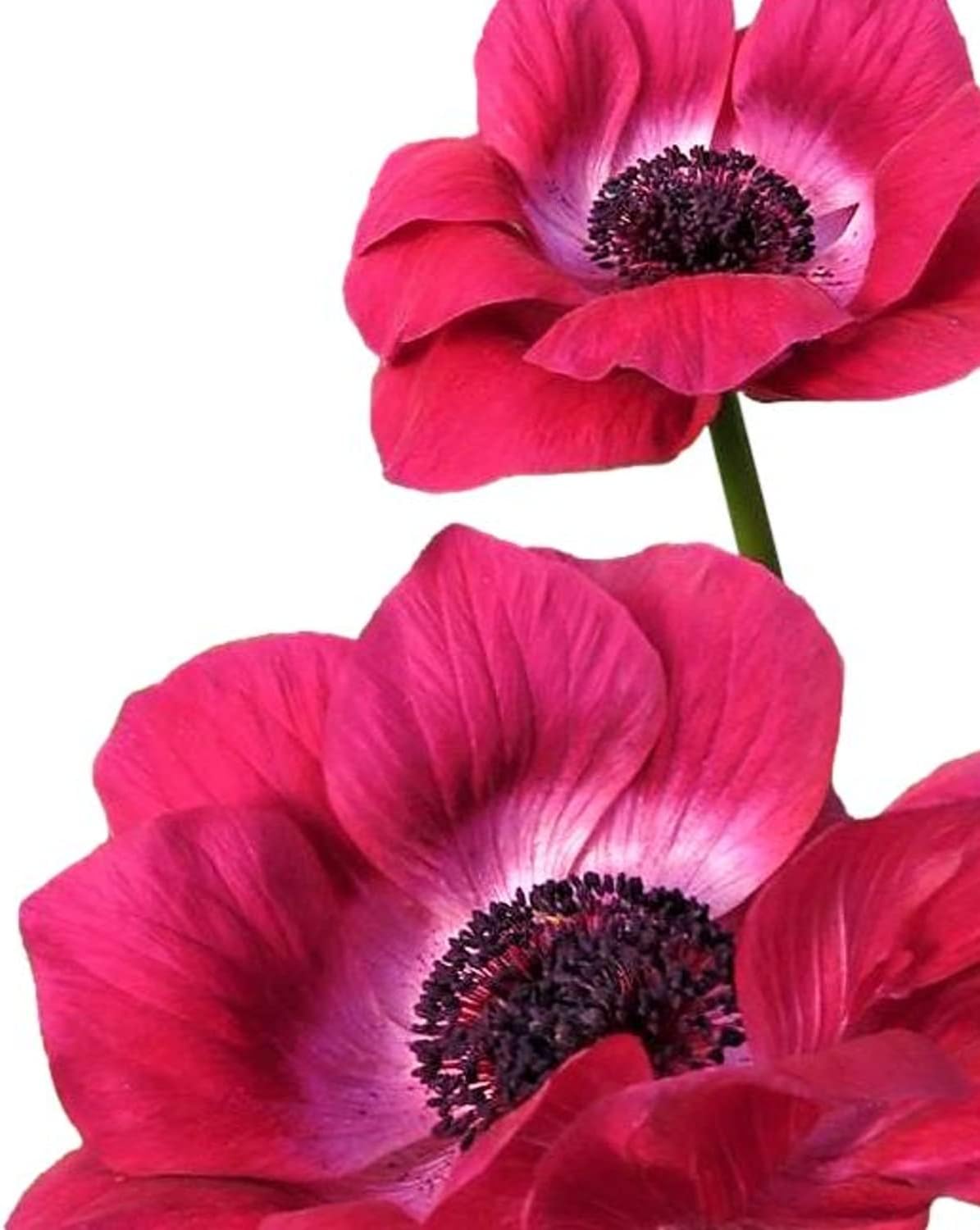 Anemone Mix Plant Bulbs (10 bulbs) - Colorful Flowers in Spring Blooming Gardens
