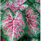 2 Large Bulbs Pink Cloud Caladium - Bare Root Bulb - Soft Pink and Green Foliage - Hardy in Zones 9-11 - Perfect for Shaded Gardens and Containers