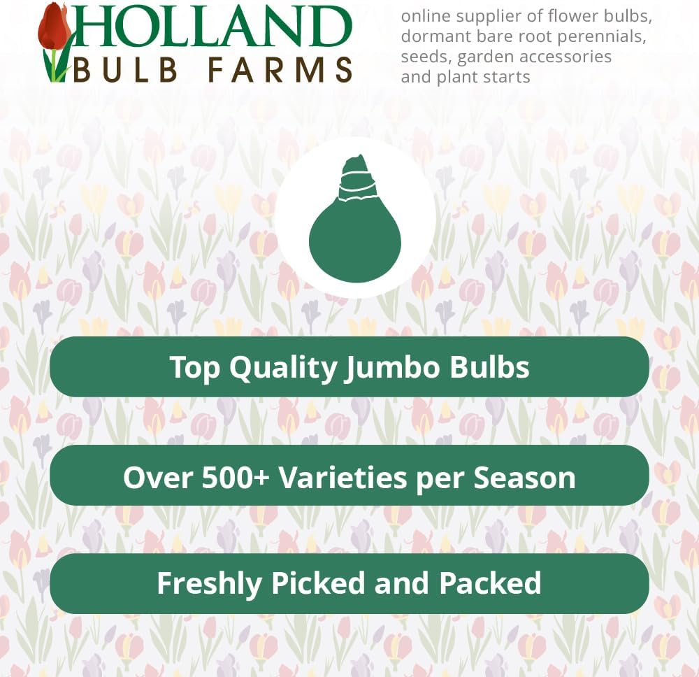 Lotus Land Bearded Iris Flower Bulb - Attracts Butterflies and Hummingbirds - Deer Resistant - Good as Cut Flowers - Naturalizing - Perennializing