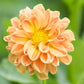 500+ Mix Colors Zinnia Seeds for Planting Outdoors Heirloom Non-GMO 90% High Germination Rate Open Pollinated Zinnia elegans Seeds