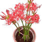 Red Lycoris Spider Lily Bulbs Radiata Hurricane Cluster Amayllis Growing Bonsai Roots Rhizomes Corms Tubers Potted Planting Reblooming Fragrant Garden Species Blooms Flower Seeds Plant Gardening