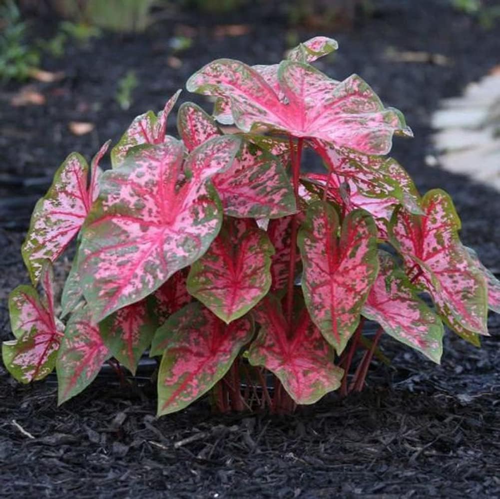 Carolyn Whorton Caladium Bulb - Fancy Leaf Caladium - 1 Caladium Root