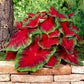 Cardinal Caladium Bulbs for Planting - Perennial Hosta, Elephant Ears, Fancy Size 4-8cm