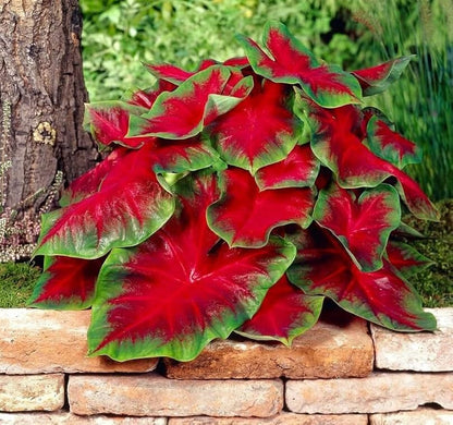 elephant ears hosta plants Florida Cardinal Caladium Bulbs for Planting
