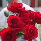 Red Rose Seedlings Flower Seeds Perennial Growing Bonsai Corms Tubers Potted Planting Reblooming Fragrant Garden Roots Rhizomes Species Blooms Plant Bulbs Gardening Tree