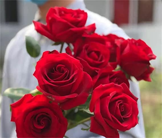 Red Rose Seedlings Flower Seeds Perennial Growing Bonsai Corms Tubers Potted Planting Reblooming Fragrant Garden Roots Rhizomes Species Blooms Plant Bulbs Gardening Tree