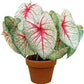 White Queen Caladium Bulb - Fancy Leaf Caladium - 1 Caladium Root