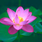 30PCS Bowl Lotus Seeds Bonsai Lotus Seeds for Planting Water Lily Flower Aquatic Plants Seeds Pond Plants Non GMO Home Garden Plant Seeds Flowering Aquatic Bonsai Plant (Nelumbo)