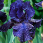Lotus Land Bearded Iris Flower Bulb - Attracts Butterflies and Hummingbirds - Deer Resistant - Good as Cut Flowers - Naturalizing - Perennializing