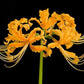 Aurea Lycoris Spider Lilies Bulbs Radiata Hurricane Lily Cluster Amayllis Growing Bonsai Roots Rhizomes Corms Tubers Potted Planting Reblooming Fragrant Garden Species Blooms Flower Seeds Plant Gardening