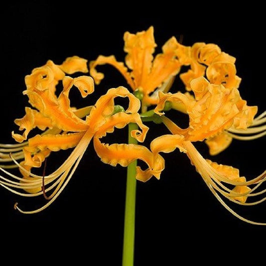 Aurea Lycoris Spider Lilies Bulbs Radiata Hurricane Lily Cluster Amayllis Growing Bonsai Roots Rhizomes Corms Tubers Potted Planting Reblooming Fragrant Garden Species Blooms Flower Seeds Plant Gardening