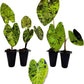 Elephant Ear Plants | Black Magic | (4-Pack) Easy-to-Grow Live Colocasia Plants, Perfect for Indoor/Outdoor Gardens, 3-8 inches Height