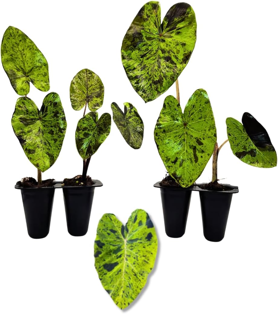 Elephant Ear Plants | Black Magic | (4-Pack) Easy-to-Grow Live Colocasia Plants, Perfect for Indoor/Outdoor Gardens, 3-8 inches Height