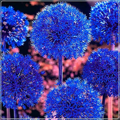 Blue Allium Bulbs for Planting - Allium "Azureum" Caeruleum (5 Bulbs)