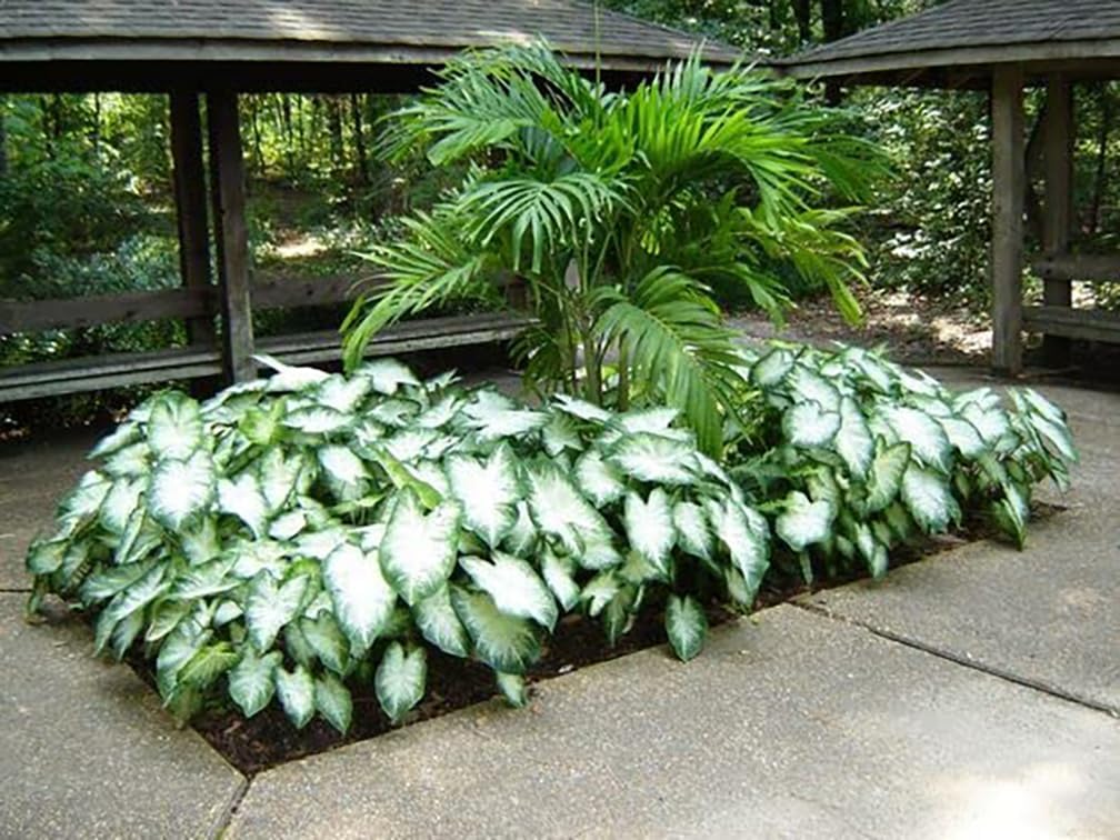 Fancy Leaf Caladium - Aaron -One  Large Root Bulb - Vibrant Green and Pink Foliage - Hardy in Zones 9-11 - Ideal for Garden Beds and Pots - Giant Caladium Plants