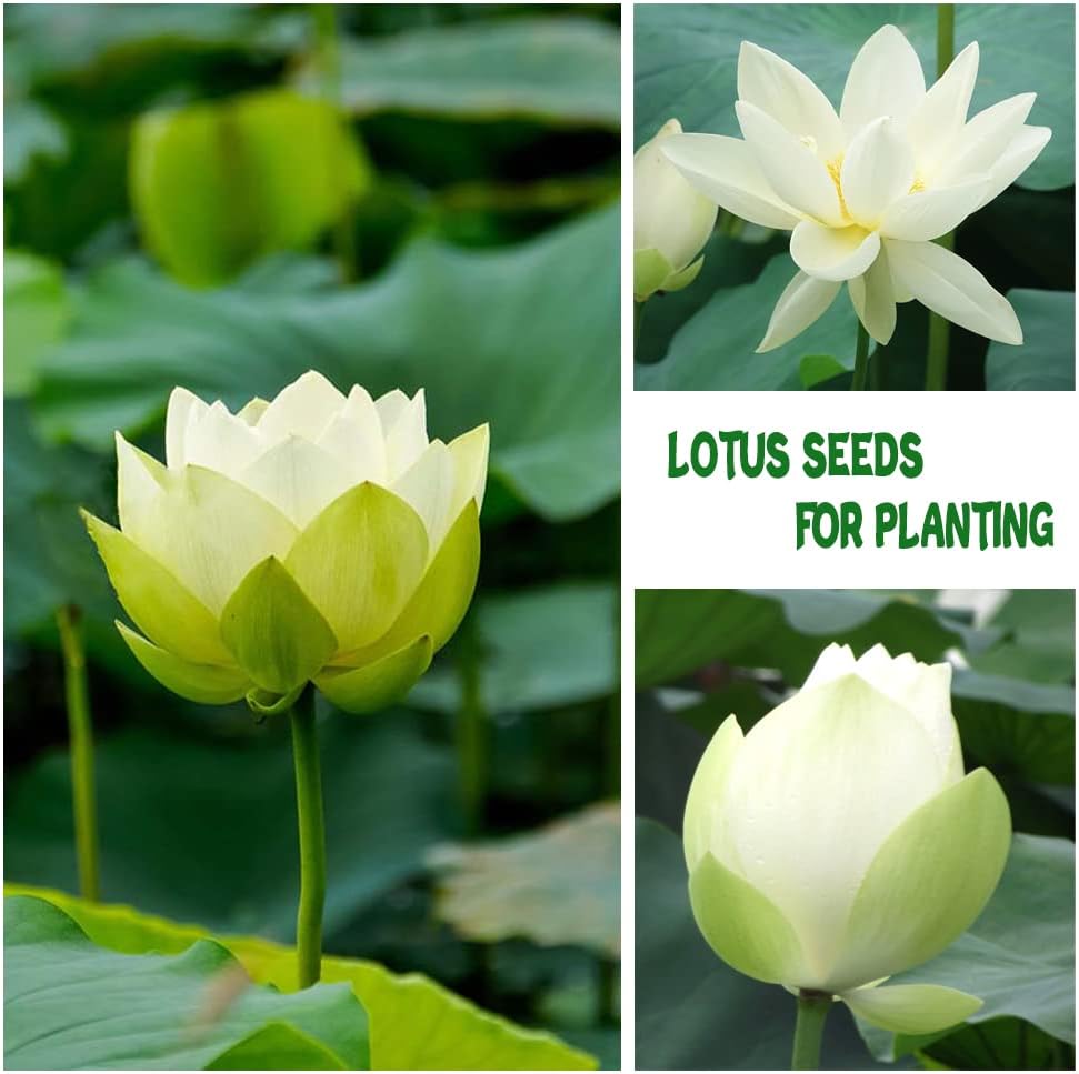 planting bonsai lotus seeds 35+ Bonsai Lotus Flower Seeds for Home Planting Ornamental, Mixed Pink & Red Flower, Aquatic Plant for Courtyard, Hotel, Goldfish Pond, Water Lily Seeds – Easytogrowbulb